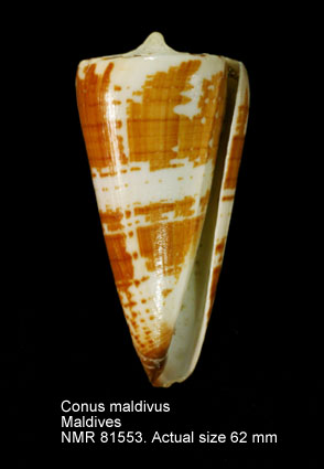 Conus maldivus.jpg - Conus maldivus Hwass in Bruguière,1792